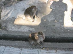 fobali042